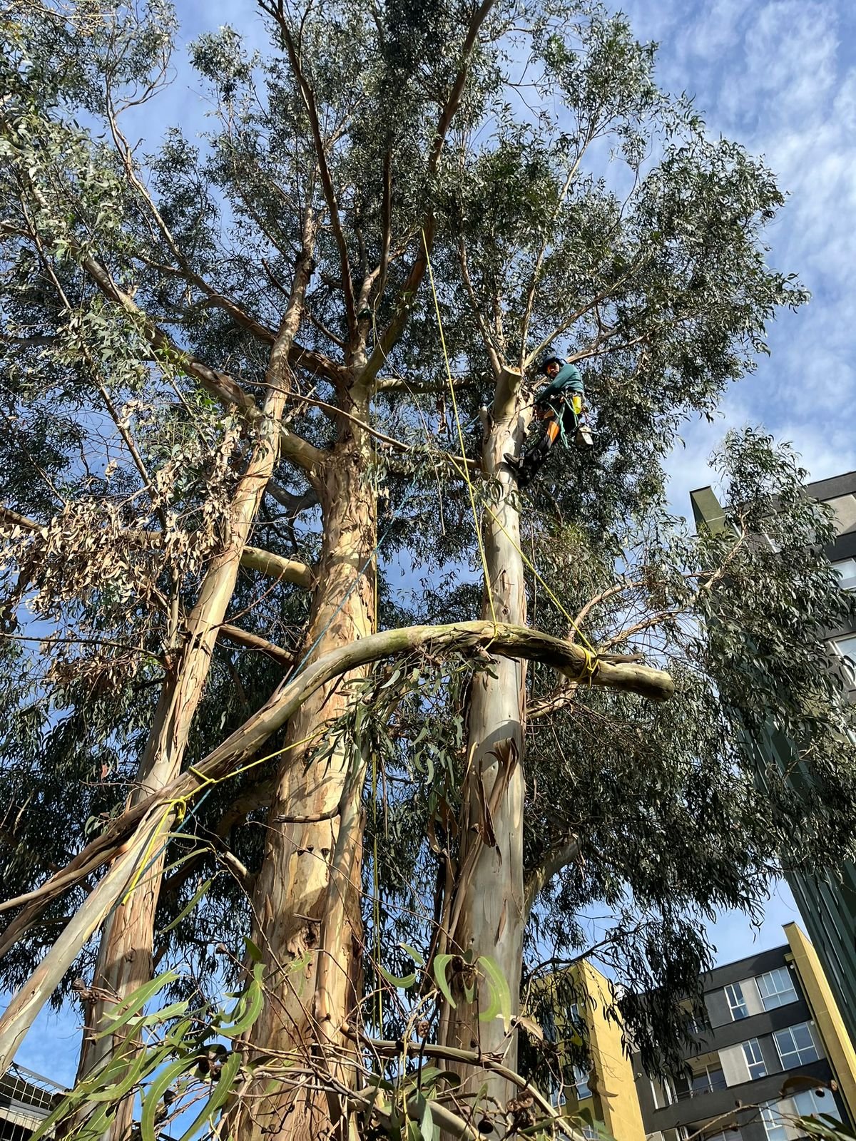 Trabajo Arbopodas