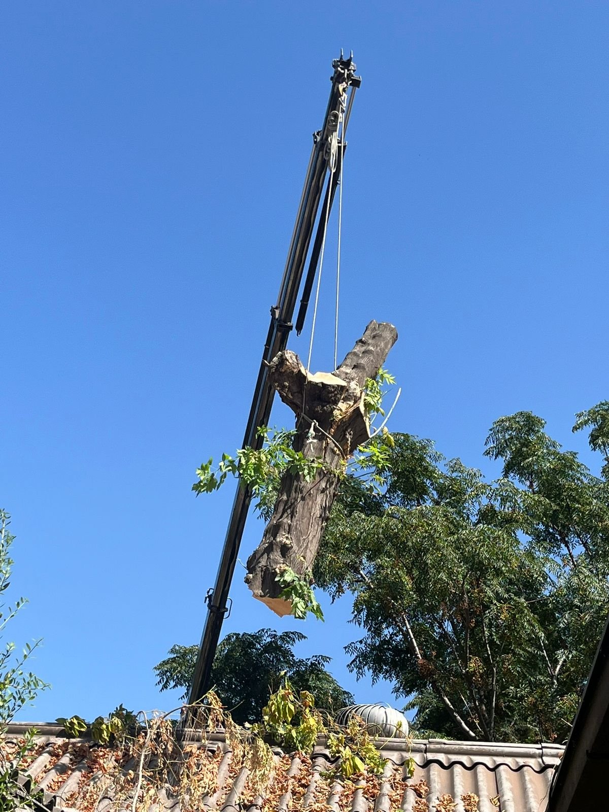 Trabajo Arbopodas