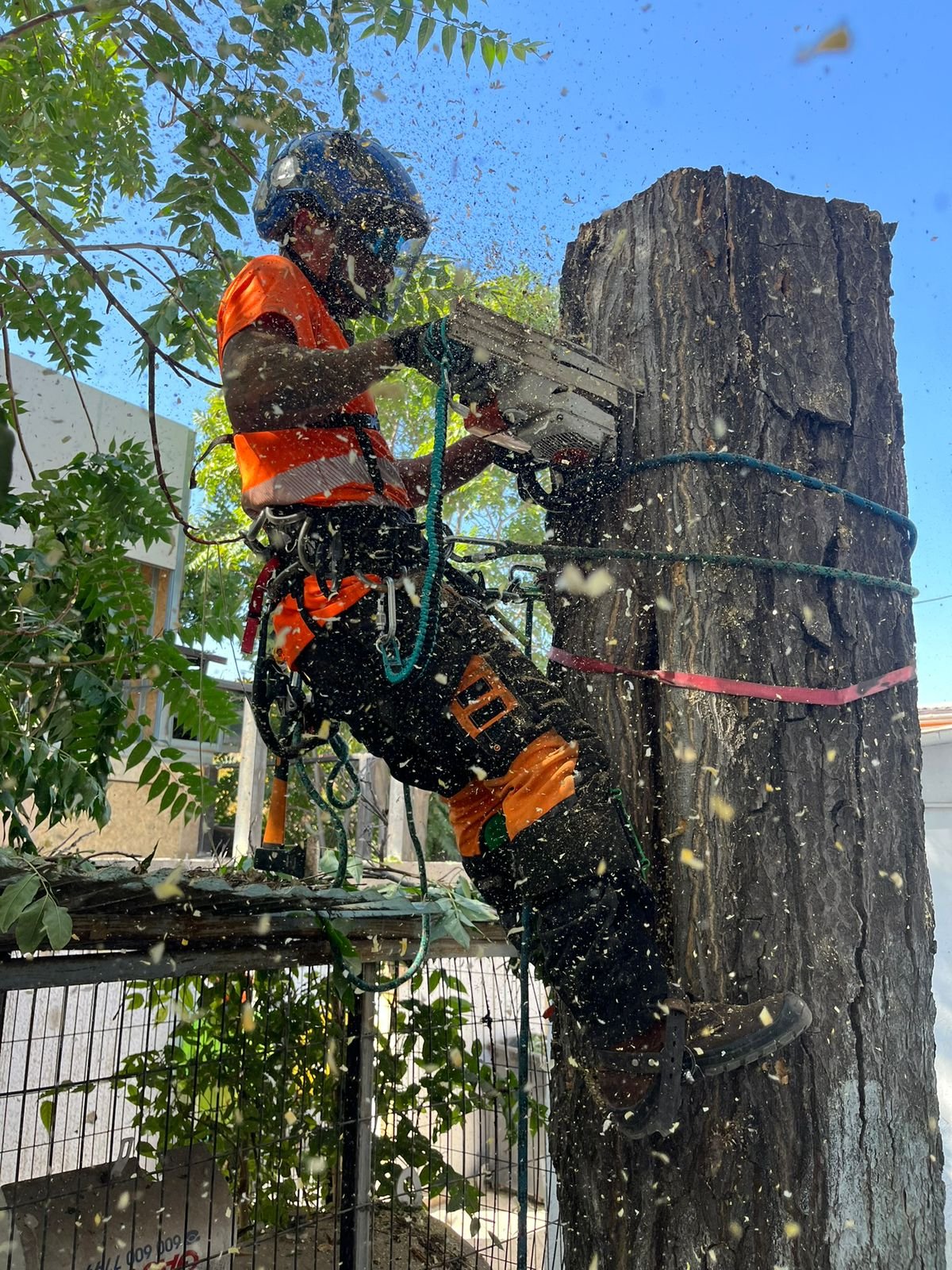 Trabajo Arbopodas