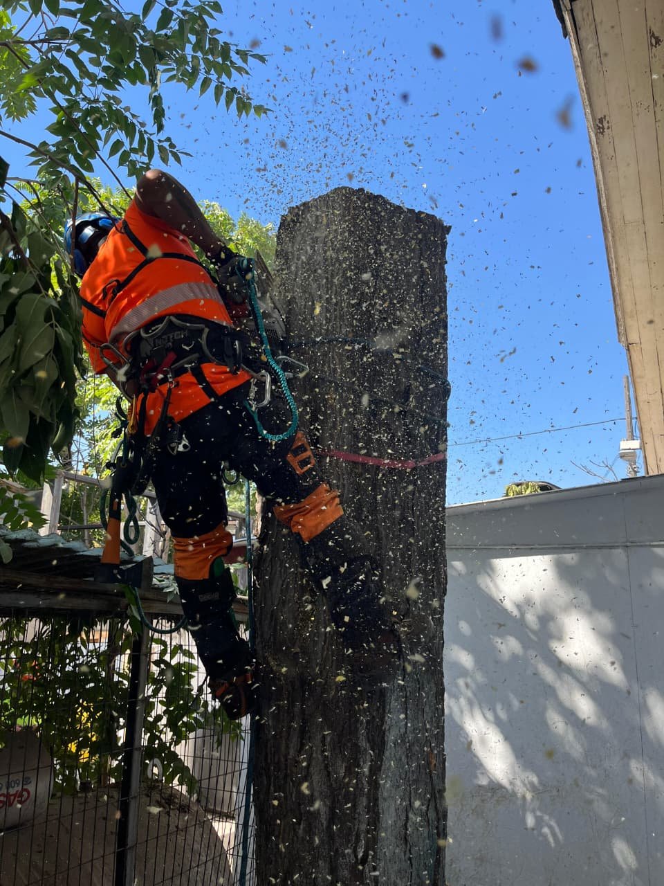 Trabajo Arbopodas